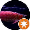 Chili Red Arowana