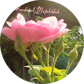 Wardatul Mujahidah Wardatul Mujahidah