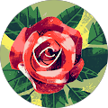 Mrs Rose Mrs Rose
